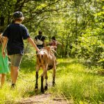 Ziegenwanderung